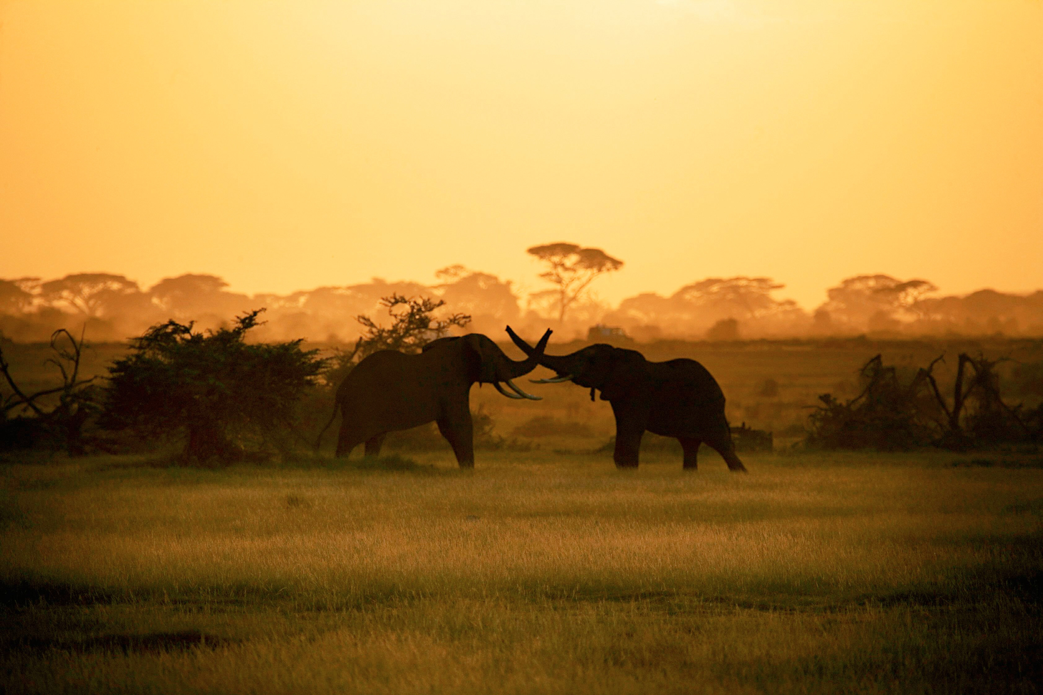 Vacances de luxe en Kenya avec Pegase